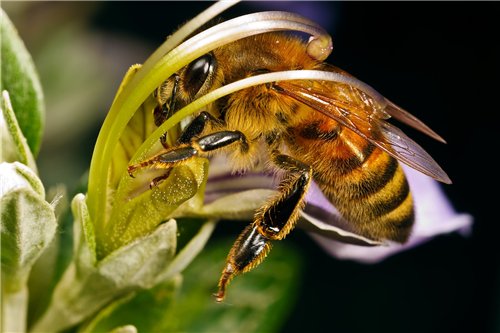 Содержание пчел