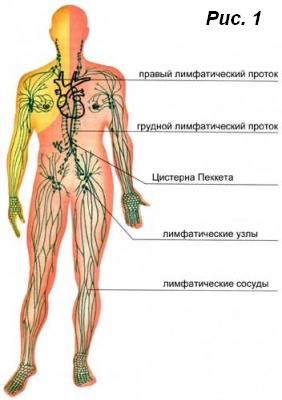 Нарушения лимфосистемы. Лечение, очистка и профилактика