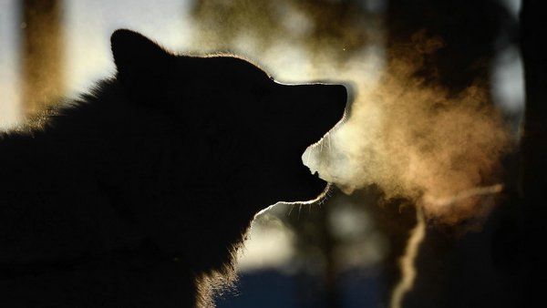 Собаки лаят ночью: возможные причины и как справиться с проблемой